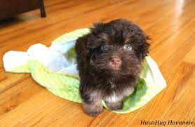 They live in our homes, sleep in our bedrooms and have full run of our yards. Havahug Havanese Puppies Havahug Havanese Puppies Of Michigan