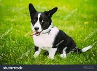 Image of Black Corgi