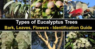 In addition to adding beauty to your home, indoor plants can actually help to purify the air. Types Of Eucalyptus Trees Leaves Flowers Bark Pictures