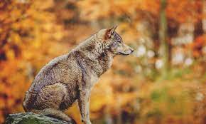 Download in under 30 seconds. Landscape Of Fear Why We Need The Wolf Wildlife The Guardian