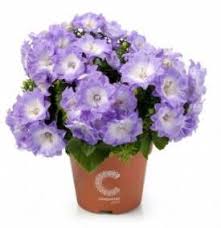 Isophylla Campanula Campanulaceae Campanula Plants Flowers