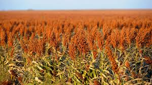 Image result for Sorghum