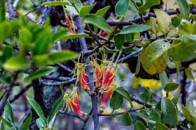 Image result for Erianthemum dregei