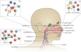 These include the innate and adaptive immune system, the epithelial barrier function, a neuroinflammatory component (i.e., neurogenic inflammation) the complex anatomy of the nasal cavities offers a highly diversified habitat to microbial species in a relatively narrow space 33, 34. The Role Of The Local Microbial Ecosystem In Respiratory Health And Disease Philosophical Transactions Of The Royal Society B Biological Sciences