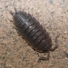 W mojej małej szklarence zauważyłam sporo stonóg. Rownonogi Noclegi Atrakcje Wczasy Polska Www Urloplandia Pl