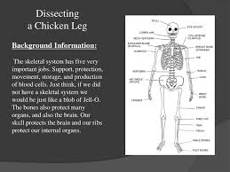 Insert a sharp boning or paring knife into the joint. Ppt Dissecting A Chicken Leg Powerpoint Presentation Free Download Id 621010