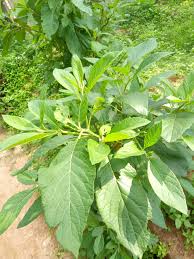 Image result for Vernonia amygdalina