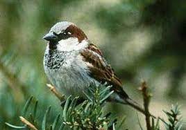 sign in house sparrow sparrow backyard birds