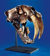 Sabre Toothed Tiger Skull The Great American Fossil Smilodon Fatalis Pleistocene Rancho La Brea Formation Los Angeles Californi Tiger Skull Skull Skull Art