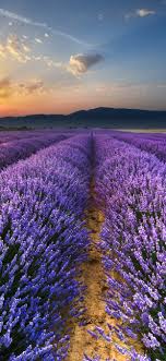 Find the best lavender wallpaper on getwallpapers. Purple Lavender Flowers Field Sunrise Glare Morning 1242x2688 Iphone 11 Pro Xs Max Wallpaper Background Picture Image
