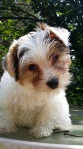 Maybe you would like to learn more about one of these? Parti Yorkies Pets And Animals For Sale Indiana