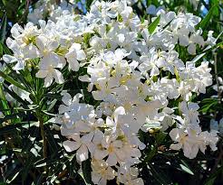 The oleander tolerates salt spray well. Nerium Wikiwand