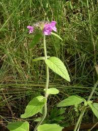 Image result for Clinopodium uhligii