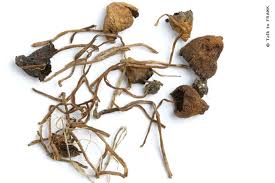 Place your fresh shrooms on an unbleached paper towel and put this inside a paper bag — put this inside your refrigerator (standard temp of around 4°c). How To Store Magic Mushrooms Potent