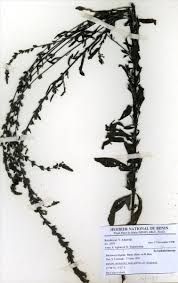 Image result for Buchnera hispida