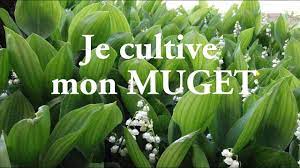 Histoire et signification du muguet. Je Cultive Mon Muguet Lc Video Youtube