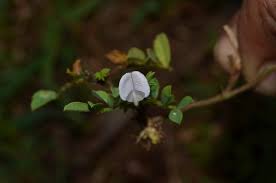 Image result for Tephrosia pentaphylla