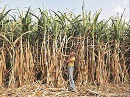 Brazilian sugar cane fields on sun set. Govt Rules Out Reducing Minimum Sugarcane Price For Sugar Mills Business Standard News
