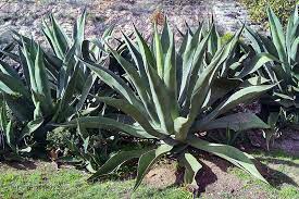 It can be grown like a common cactus or succulent, while a few. Is Aloe Vera A Cactus No But Here S Why You May Have Thought So