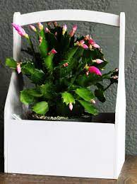 Unlike most desert cacti too much watering will cause spots from white rot to appear on the leaves, and the leaves will likely fall off. Why Is My Christmas Cactus Dropping Leaves Solved Smart Garden Guide