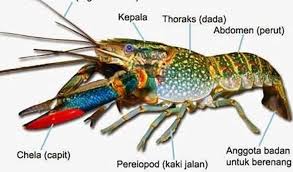Lobster adalah jenis hewan omnivora atau pemakan segala. Cara Budidaya Lobster Air Tawar Yang Telah Terbukti Sukses Lengkap