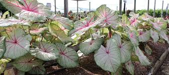 Image result for Caladium