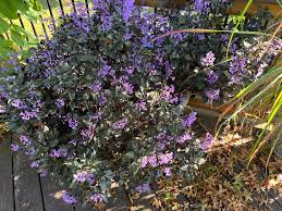 Mona Lavender' Is A Shade-Loving Option That Thrives In Containers – Daily  News