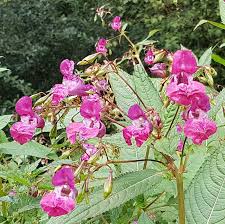 Image result for Impatiens oreocallis