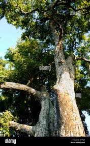 Image result for Diospyros mespiliformis