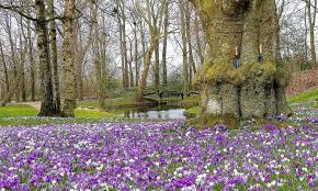 Shade Gardening Plants Zone 9 Shade Garden Shade Plants Shadow Plants