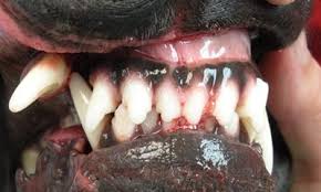 Image result for Tooth Luxation