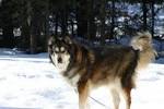 Mackenzie River husky - WikiMili, The Best Wikipedia Reader