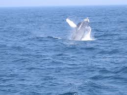 Find local pantries, soup kitchens, food shelves, food banks and other food help. Humpback Whale Breaching On A Whale Watch Off Of Stellwage Flickr