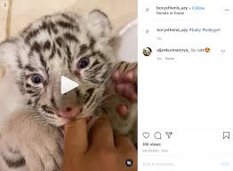It all started with his arrival at the carrington training center in the fancy rolls royce. How Instagram Celebrities Promote Dubai S Underground Animal Trade Bellingcat