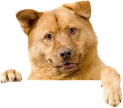 Image result for dog image no background