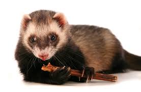 the best toys and treats for ferrets