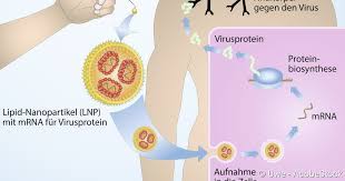 Auf diesem wege wird dem körper eine infektion vorgetäuscht, so dass das immunsystem antikörper produziert. Dna Und Mrna Impfstoffe Wirkung Risiken Netdoktor