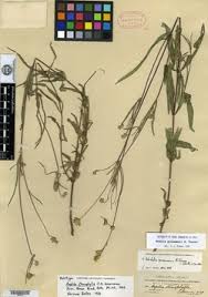 Image result for Aspilia pluriseta