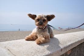 That is given you raise it in a loving environment, where it's well fed, looked after, and has space to grow. Chihuahua Poodle Mix Chipoo Shop For Your Cause