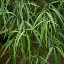 Image result for Searsia acuminatissima