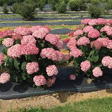Check spelling or type a new query. Incrediball Blush Smooth Hydrangea Hydrangea Arborescens Proven Winners