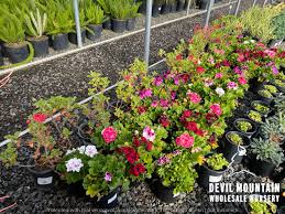 Image result for Pelargonium domesticum round-leaved bushy