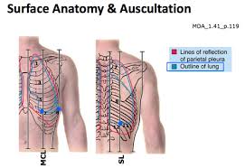 The lungs are the primary organs of the respiratory system in humans and many other animals including a few fish and some snails. 1 Pratt Lung Surface Anatomy Flashcards Quizlet