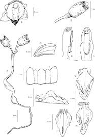 Image result for Gastrodia ballii