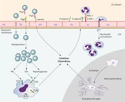 First, bacteria that colonize epithelial cells of the nasopharynx cross the mucosal barrier and enter the bloodstream. Pathogenesis And Pathophysiology Of Pneumococcal Meningitis Clinical Microbiology Reviews
