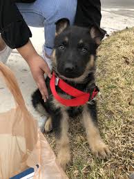 What is considered fast breathing in pups? Hi Is It Normal For My German Shepherd Puppy To Breathe Fast When They Are Sleeping He Is Breathing Pretty Fast And When He Awoke His Petcoach