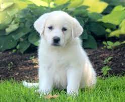 Pet Stores That Sell Puppies Near Me Idardarjisamaj Com
