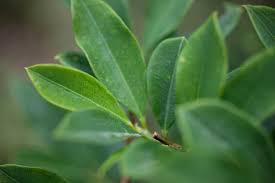 海外でヤバいと話題 コカインと同じ原料を使った あるお酒 が今かなりキテるらしいので実際に飲んでみた Edamame