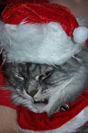 Santa Hat Cat Hates You Funny Animals Funny Cat Pictures Christmas Cats