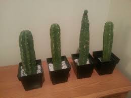 Once i plant these i will probably cut off the tops and try to propagate san pedro cacti from them. San Pedro Growing Questions Cultivation Welcome To The Dmt Nexus